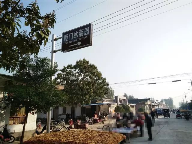 如何找到云臺冰菊？怎樣找到云臺冰菊？